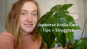 In this guide, we discuss how to care for fatsia japonica also known as japanese arailia which is a large tropical looking plant. Japanese Aralia Paper Plant Care Youtube