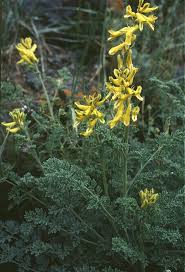 Image result for Corydalis mildbraedii