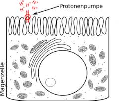 Als protonenpumpe werden in der biochemie und physiologie allgemein transmembranproteine bezeichnet, die protonen über eine biologische membran, gegen einen elektrochemischen gradienten, transportieren. Pantoprazol Wirkung Nebenwirkung Einnahme Und Dosierung Cara Care