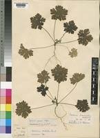 Image result for Geranium ocellatum