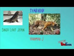 Haiwan Pupus Terancam Youtube