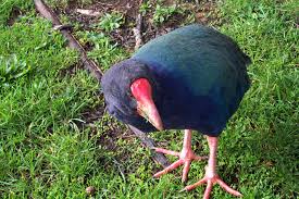 Image result for Psychotria articulata