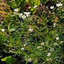 Image result for Spergula arvensis