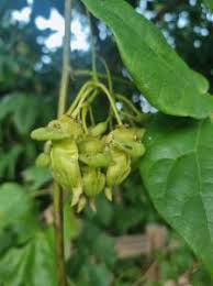 Image result for Mucuna gigantea