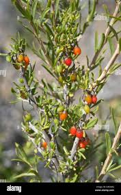 Image result for Lycium