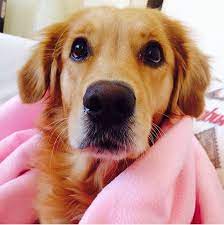 pin by kelebek renkleri on bal kizim golden retriever pets dogs