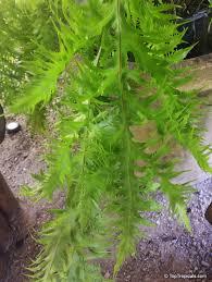 Image result for Drynaria