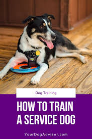 How To Train A Service Dog The Ultimate Guide Service Dog Training Dog Training Service Dogs