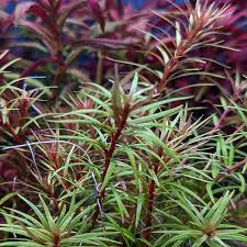 Image result for Rotala filiformis