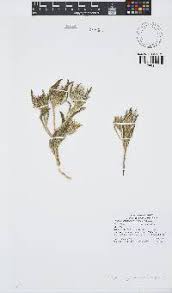 Image result for Hirpicium gazanioides