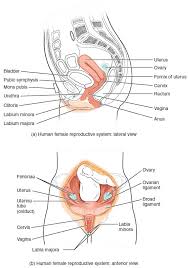 This diagram depicts female anatomy organs diagram with parts and labels. Uterus Wikipedia