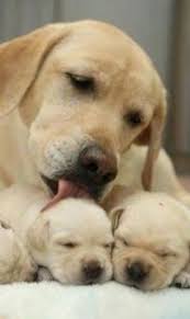 Labrador Retriever Labradorretriever Puppies Labrador Retriever Puppies Cute Animals