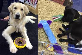 6,000 pet product buyers attended the show. Zippypaws 2nd Appearance At Global Pet Expo Zippypaws
