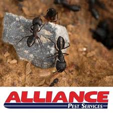 Before sending the payment you should call the customer service number. Alliance Pest Services 23 Photos Pest Control 1 Steven Ave Tinton Falls Nj Phone Number
