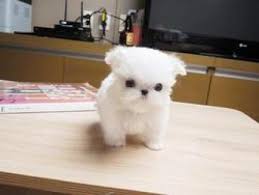 Cute Male And Female Pure White Maltese Puppies Ø§Ù„Ù…Ù†Ø§Ù…Ø© 13109