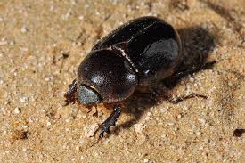 Image result for Pentodon