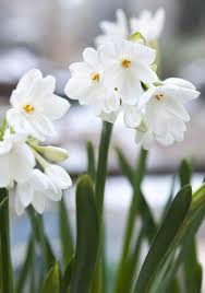 Narcissus Paperwhite Ziva Gardenersworld Com Gardenersworld Com Narcissus Flower Flower Pots Spring Flowers