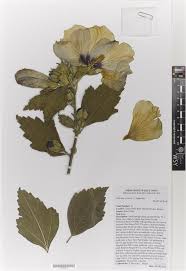 Image result for Hibiscus malacospermus