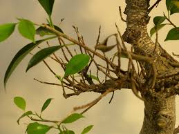 Auf licht und wärme sind meist braune blätter die folge. Pflegefehler Bonsaipflege Ch