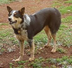 Texas heelers are a selective cross between blue heelers (aka australian cattle dog) and australian shepherds. Texas Heeler Dog Breed Pictures 2