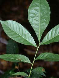 Image result for Trichilia