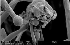 La mucormicosis es una enfermedad oportunista causada por hongos zygomicetos y que afecta habitualmente a personas inmunocomprometidas (con defensas bajas). Mucormycosis Maiming Indian Covid Patients News About Energy Storage Batteries Climate Change And The Environment