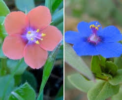 Image result for Lysimachia arvensis