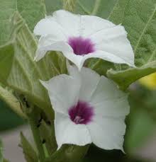 Image result for Astripomoea hyoscyamoides