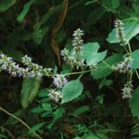 Image result for Pogostemon aquaticus