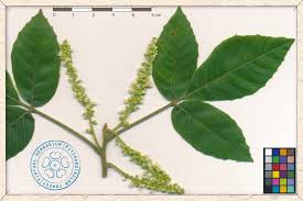 Image result for Allophylus