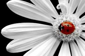 Black And White Daisy Ladybug And White Daisy Ladybug Flowers Daisy