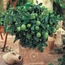 Get the four items i mentioned above, and move it a bit for a couple of months during the winter. Dwarf Key Lime Gurney S Seed Nursery Co
