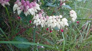 Image result for Clerodendrum fuscum