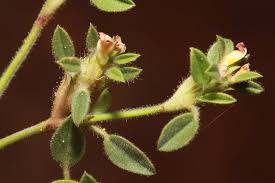 Image result for Stylosanthes guianensis