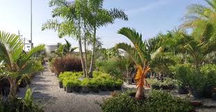 Flower bed around palm tree. Buy Palm Trees Near Me Beltran Nursery And Landscape