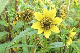 Image result for foto Dvouzubec