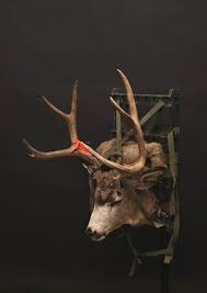 Something that will make you smile every time. Mule Deer Gallery Orion Taxidermy