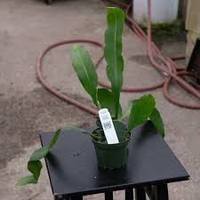 Image result for Oxypetalum