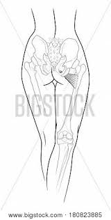 Patients with tight hamstrings tend to develop. Fragment Female Body Vector Photo Free Trial Bigstock
