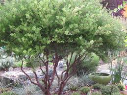 Image result for Manniophyton