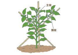 ピーマン 畑 で野菜栽培 ごちそう 家庭菜園 わたしのアグリライフ 農業 ヤンマー 家庭菜園 農業 畑