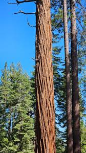 Image result for Calocedrus decurrens