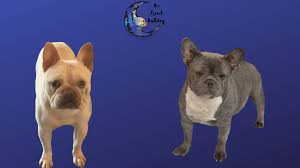 He is a lilac fawn. Lilac Fawn French Bulldogs The French Bulldog