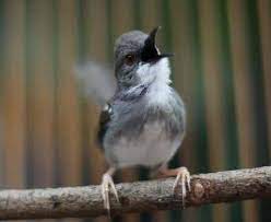 Burung masteran, ciblek kristal gacor ngotot berantakan. Mengenal Dan Ciri Ciri Fisik Burung Ciblek Kristal Paling Akurat Kicau Mania