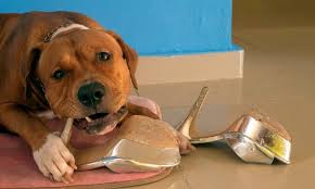 How to train a dog not to chew. How To Stop Your Dog From Chewing Everything In Sight The Dogington Post