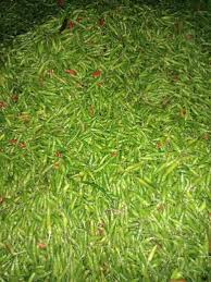 Banyakkan drama tapi yang ni drama cili padi masa tahun 1993 tau. Buah2an On Line Batangkali Uluyam Cili Api Kampung Perghh Merinding Sekilo Rm 20 Borong 5 Kilo Harga Lain Fresh Segar Ready Stok Http Www Wasap My 60182314064 Ciliapikampung Facebook