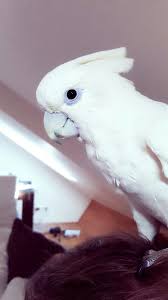 As a bird owner and someone who goes and sees these rescues often, i got cocky and decided to hold the local. Solomons Cockatoo Wikipedia