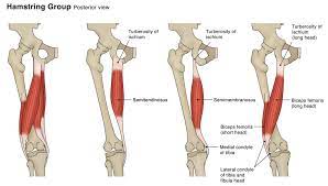 Acute Hamstring Injury Rehab – Get Eccentric!