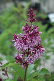 Image result for Syringa prestoniae