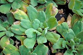 Image result for Pistia